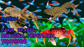 МОЖНО ЛИ СОДЕРЖАТЬ РЫБОК С РАКАМИ, ЛЯГУШКАМИ, ТРИТОНАМИ, ЧЕРЕПАХАМИ, КРЕВЕТКАМИ? 