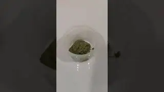 Green Poops submitted to the laboratory
