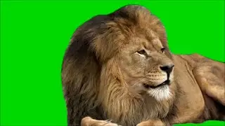 Lion Green screen video editing ​⁠ 