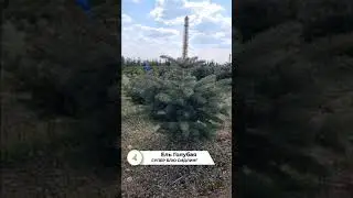 Ель Голубая Супер Блю Сидлинг
