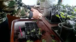 ЧЕРЕНКУЕМ ПЕТУНИЮ Готовим цветы к новому сезону 2021BLANKING PETUNIA