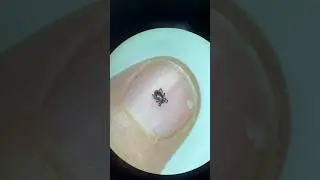 Клещ 