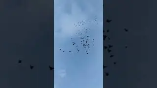 Когда ветер - не помеха! Николаевские голуби Георгия Шпунтова!