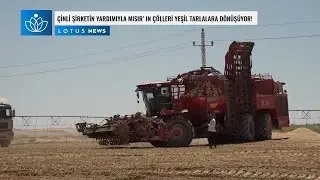 ÇİNLİ ŞİRKETİN YARDIMIYLA MISIR’ IN ÇÖLLERİ YEŞİL TARLALARA DÖNÜŞÜYOR!