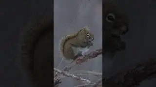 Planet Earth: Canadian Squirrel