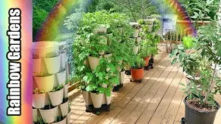 What's Growing in May?  Tomatoes, Citrus Trees, Blueberries, Potatoes, Lettuce, More!