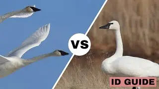 Trumpeter Swan vs Tundra Swan | ID Guide