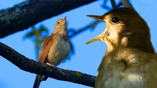 Singing Nightingale divine singer of the spring forest - canto de aves | Film Studio Aves