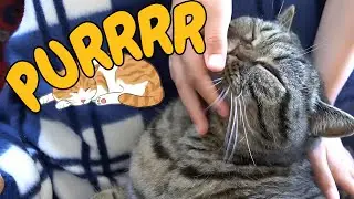 Does Your Cat REALLY Love You? The Secret Reason Cats Sleep On You! / Cat World Academy