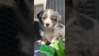 +7 (996)771-05-54 Продаются очень красивые щенки 🐶 Вельш Корги Кардиган от родителей чемпионов 🏆