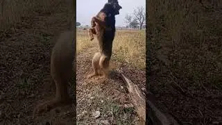 German shepherd dog #shorts #doglover #animals #shortsfeed #shortvideo #ytshorts #trending #ytshorts