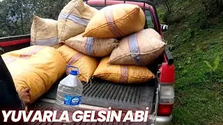 FINDIK BAHÇESİNDE BİR GÜN - ÇUVAL YUVARLAMA - ARABAYA YÜKLEME VE TAŞIMA