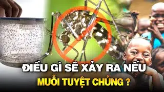 ĐIỀU GÌ SẼ XẢY RA NẾU MUỖI TUYỆT CHỦNG TRÊN TOÀN THẾ GIỚI?