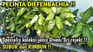 Sempat diremehkan, tapi ternyata koleksi tanaman hias Dieffenbachia nya wow!!