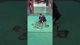 Змеи. Дрессированные кобры. Шоу змей, Паттайя. Pattaya. 