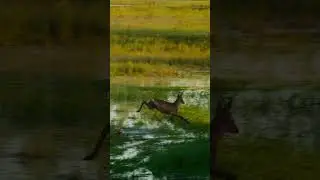 Grace in the wild - waltzing deer 
