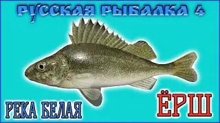 РР4 БЕЛАЯ ЕРШ / РУССКАЯ РЫБАЛКА 4 РЕКА БЕЛАЯ ЕРШ / RUSSIAN FISHING 4  BELAYA RIVER RUFFE