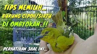 Tips memilih burung cipoh/sirtu ombyokan