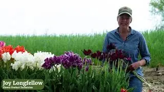 'Black Parrot' Tulip from Johnny's Selected Seeds