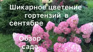 ОБЗОР МЕТЕЛЬЧАТЫХ ГОРТЕНЗИЙ НА 10 СЕНТЯБРЯ. Прогулка по саду гортензий.