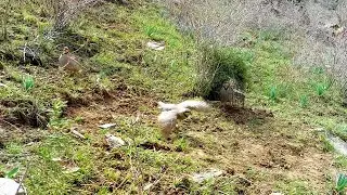 Модкабк Шикор шуд 😊 Кабки мода Овози Модкабк Мастак Модкавг