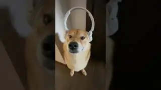 Что Вы слушаете? 