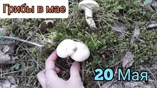 Грибы в Мае. Какие грибы Растут в Мае. / Северный Кавказ / Путешествие