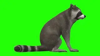 Green Screen | Chroma Key | Animal 4K | Raccoon