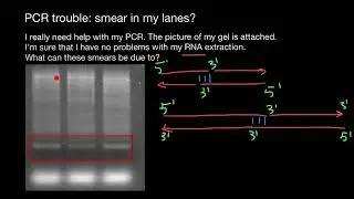 Primer-dimers