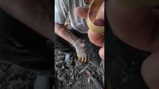 Tarihin Gizem Dolu Esrarengiz Yüzüğü Çıktı !!