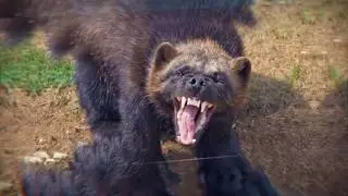 РОСОМАХА - ИНТЕРЕСНЫЕ ФАКТЫ О ЖИВОТНЫХ
