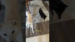 Shiba Inu learns discipline #pets