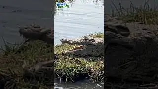 🐊 CROC UP CLOSE! - Kids Africa Adventure