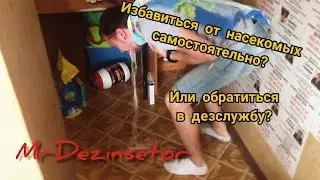 Избавиться от насекомых самостоятельно? Или обратиться в дезслужбу?