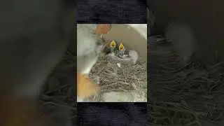 Secrets of birds