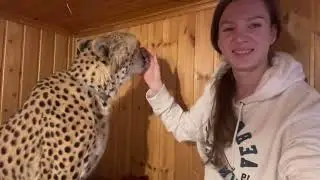 С наступлением холодов гепард Герда ушла в тепло.