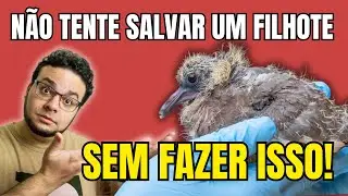 DEFINITIVE Video! What to do with baby birds that fell from the nest