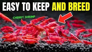 Cherry Shrimp Care Guide: Everything You NEED To Know