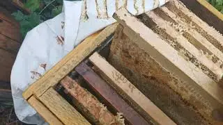 Как сохранить перговые рамки до весны