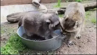 Еноты Маша и Артём стирают (Russian raccoons wash)