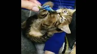 Отправить