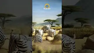 ROLLIN' WILD - The Waterhole  