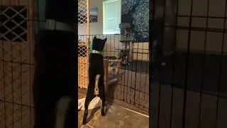 Shiba Wants To Play With Cats
