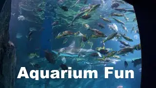 Fish Tank Fun