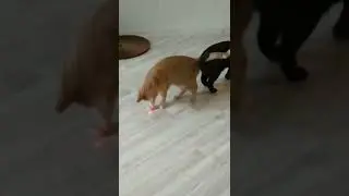 Посмотри на этих котиков 🥰😼 Прикольные коты 😻💕 #shorts