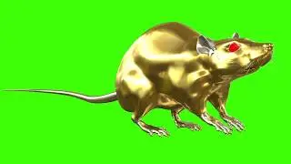 Rat green screen video effect.