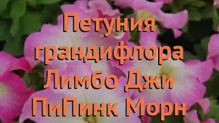 Петуния грандифлора Лимбо Джи Пи Пинк Морн 🌿 обзор: как сажать, семена петунии