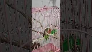 Мой Попугай Забелел Подскажите Что С ним Как Лечить?😥