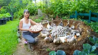Harvesting Ducks Goes To Village Market Sell - Repair Ducks Farm & Buy Ducklings To Raise
