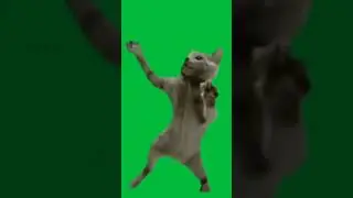 Шнапи, шнапи, мем. Хромакей. Зелёный фон.